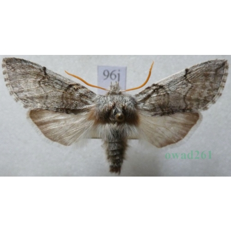 Achlya flavicornis (Linnaeus, 1758) Przestrożnica żółtorożka Czech96j